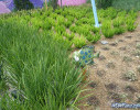 IMGP0237_watermarked.jpg