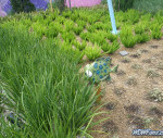 IMGP0237_watermarked.jpg