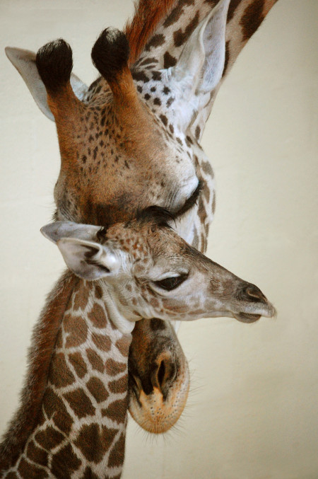 Masai Giraffe