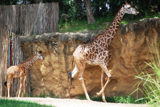 New Giraffe at Disney's Animal Kingdom