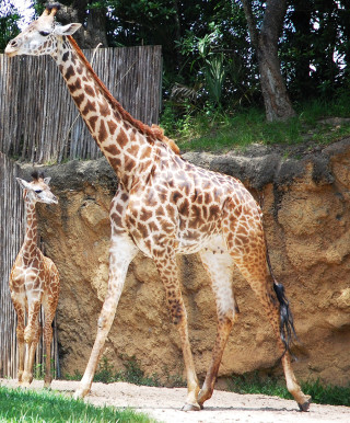 New Giraffe at Disney's Animal Kingdom