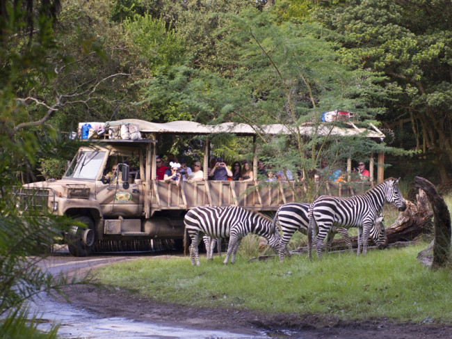 Kilimanjaro Safaris New Zebera Habitat Opens