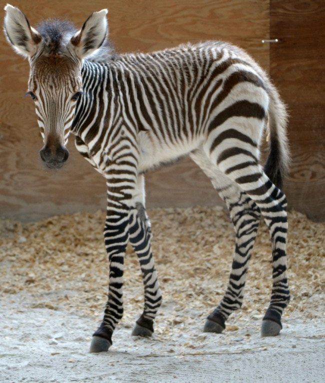 Baby Zebra at Disney's Animal Kingdom Lodge