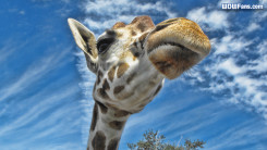 Busch Gardens Giraffe Wallpaper